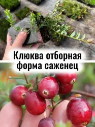 Клюква отборная форма крупноплодная (Cranberry) саженец в