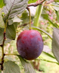 Sort-slivy-Etud
