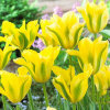 6843521632