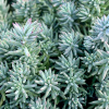 sedum_gibrid_blu_sprus